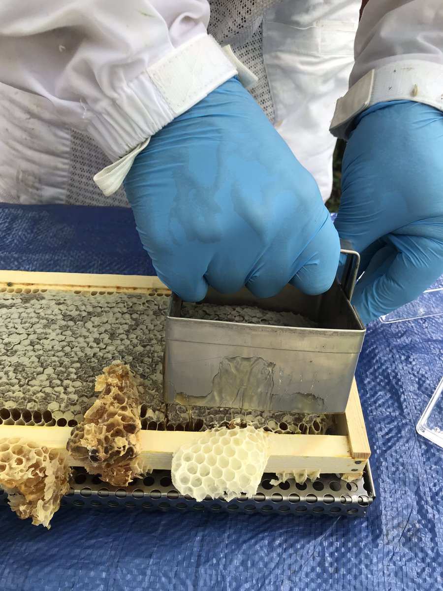 BugGuy5's tweet photo. Today was comb honey harvest day.  Rather than separating honey from the wax comb, honeycomb is cut with a knife or square cutter into blocks placed into containers.  Because honey is eaten, wax and all, directly or spread on toast, warm bread, etc., it’s popularity is limited. https://t.co/rsQxEbyukE