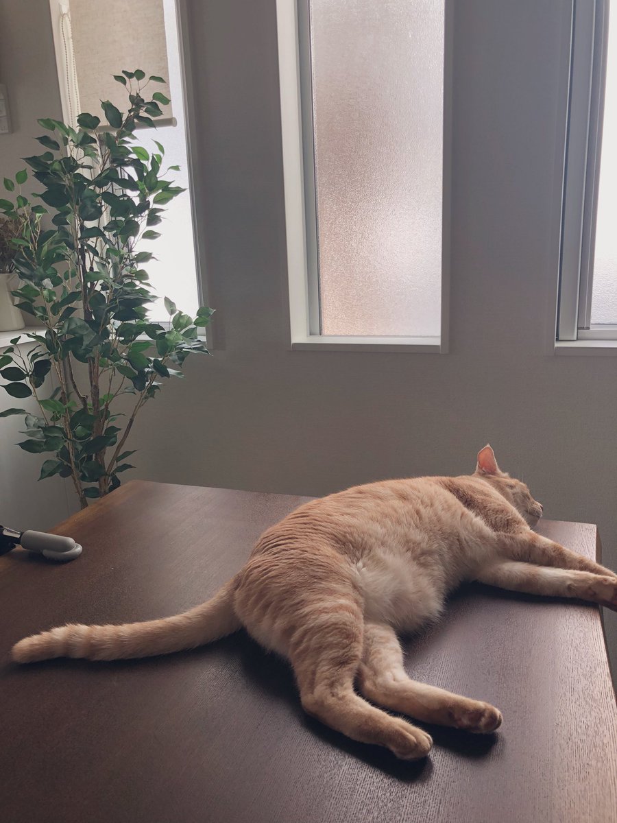 emeth08's tweet photo. 乗るの禁止になってるはずのテーブルに飼い主の目の前で堂々と横になる猫。暑いんだな…。 https://t.co/n8qfrOp1lr