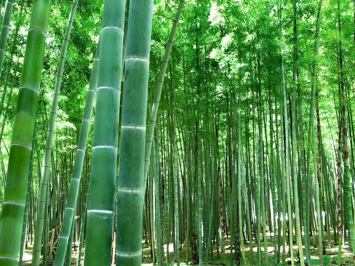 若竹の杜 若山農場 公式 على تويتر ひとりじめ出来る 緑の空間がここにはあります 若山農場 宇都宮観光 竹林 散策 竹林浴 深呼吸 免疫力アップ 自然 こどもとおでかけ ペットとお出かけ 写真 キングダム るろうに剣心 映画ロケ地