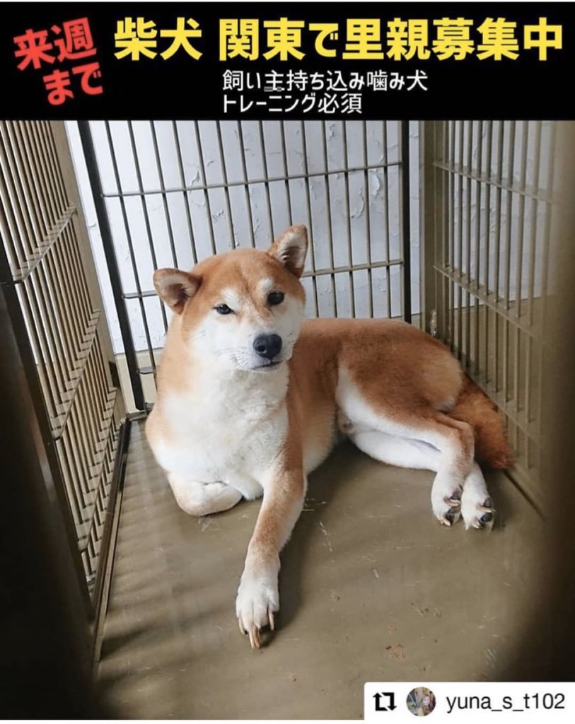 Uzivatel タコちゃん Na Twitteru 柴犬 柴犬のいる暮らし 柴犬マニア 柴犬好きな人と繋がりたい 里親募集中 里親募集中 里親募集犬 里親募集 里親 保護犬を家族に 保護犬出身 保護犬を家族に迎えるという選択肢 殺処分ゼロ 殺処分ゼロを目指して 栃木