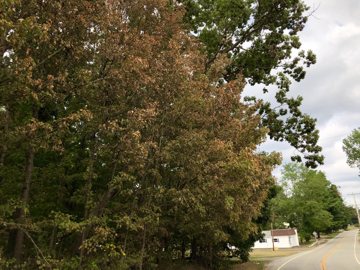 petermarteka's tweet photo. Could be an ugly autumn shaping up in some drought areas. These maple leaves are gorgeous in the fall. On August 15, they are shriveling up and dropping. π #CTdrought #Middlefield https://t.co/t3jK6WYjCs
