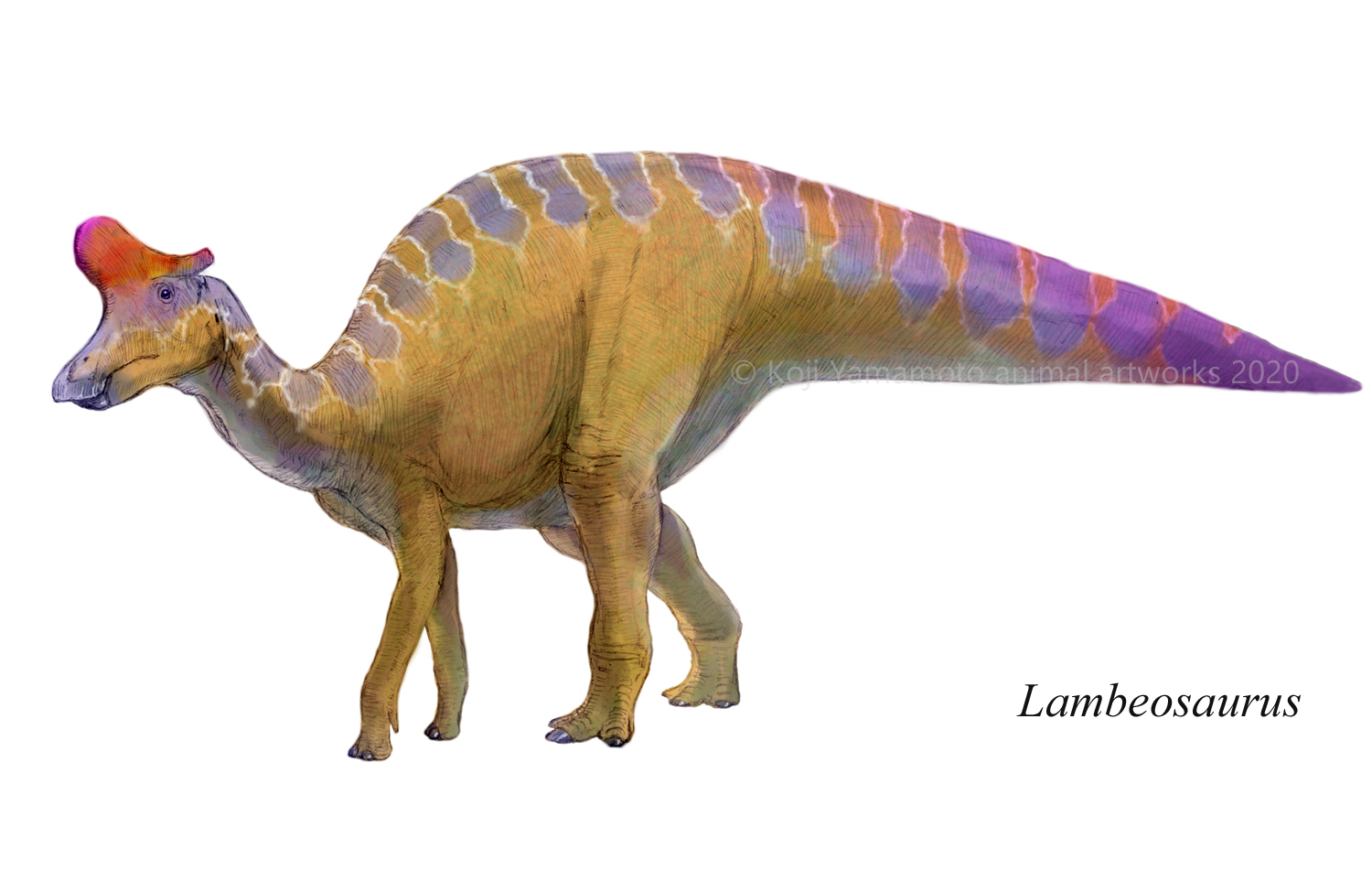 ヤマモト生物模型 ランベオサウルス Lambeosaurus T Co 3atkybuvlb Twitter ヤマモト生物模型 ランベオサウルス Lambeosaurus T Co 3atkybuvlb Twitter