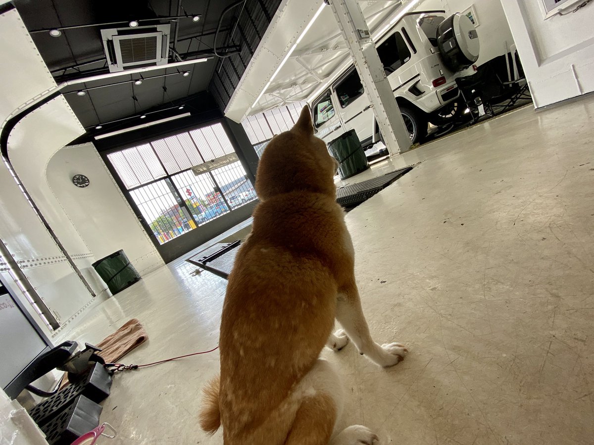 CF_shinpu's tweet photo. ゲスト登場🤩#柴犬 #晨風 #かわいい #もふもふ #柴頭 https://t.co/0tzO68KxAy