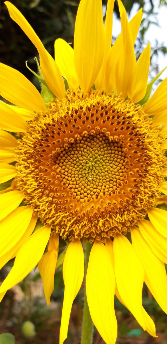 —bunga terakhir musim ininama: sunshine becomes youjenis: single sunflowerpaling tinggi, paling besar, mekar paling lebar.