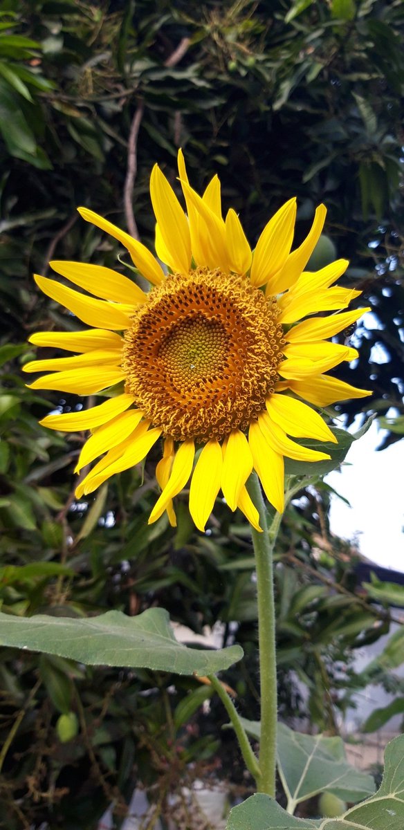 —bunga terakhir musim ininama: sunshine becomes youjenis: single sunflowerpaling tinggi, paling besar, mekar paling lebar.