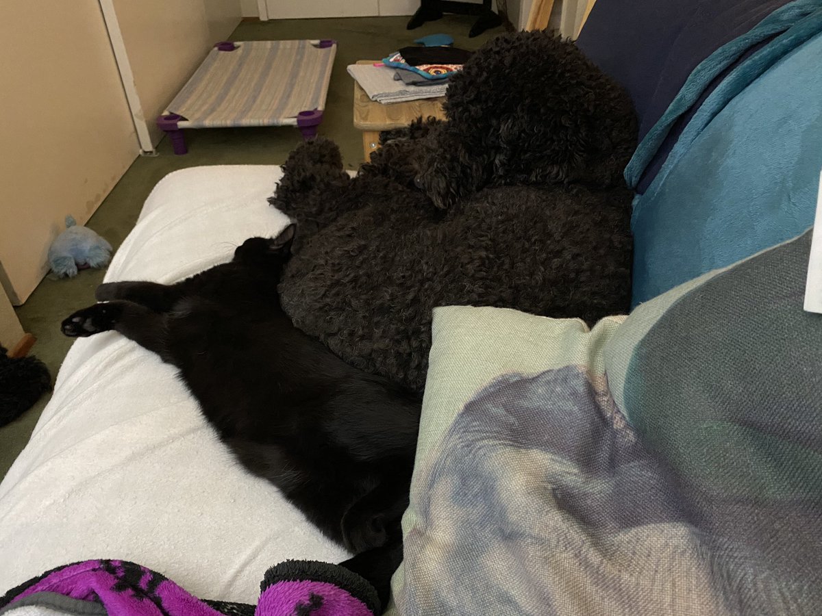 likesevenspoon's tweet photo. #inTerabang was very patient with #DrAgonPhD while she was trying to nap and he was trying to awkwardly cuddle her butt for some reason. Completely asleep. #barbet https://t.co/asOFZIAt7Z
