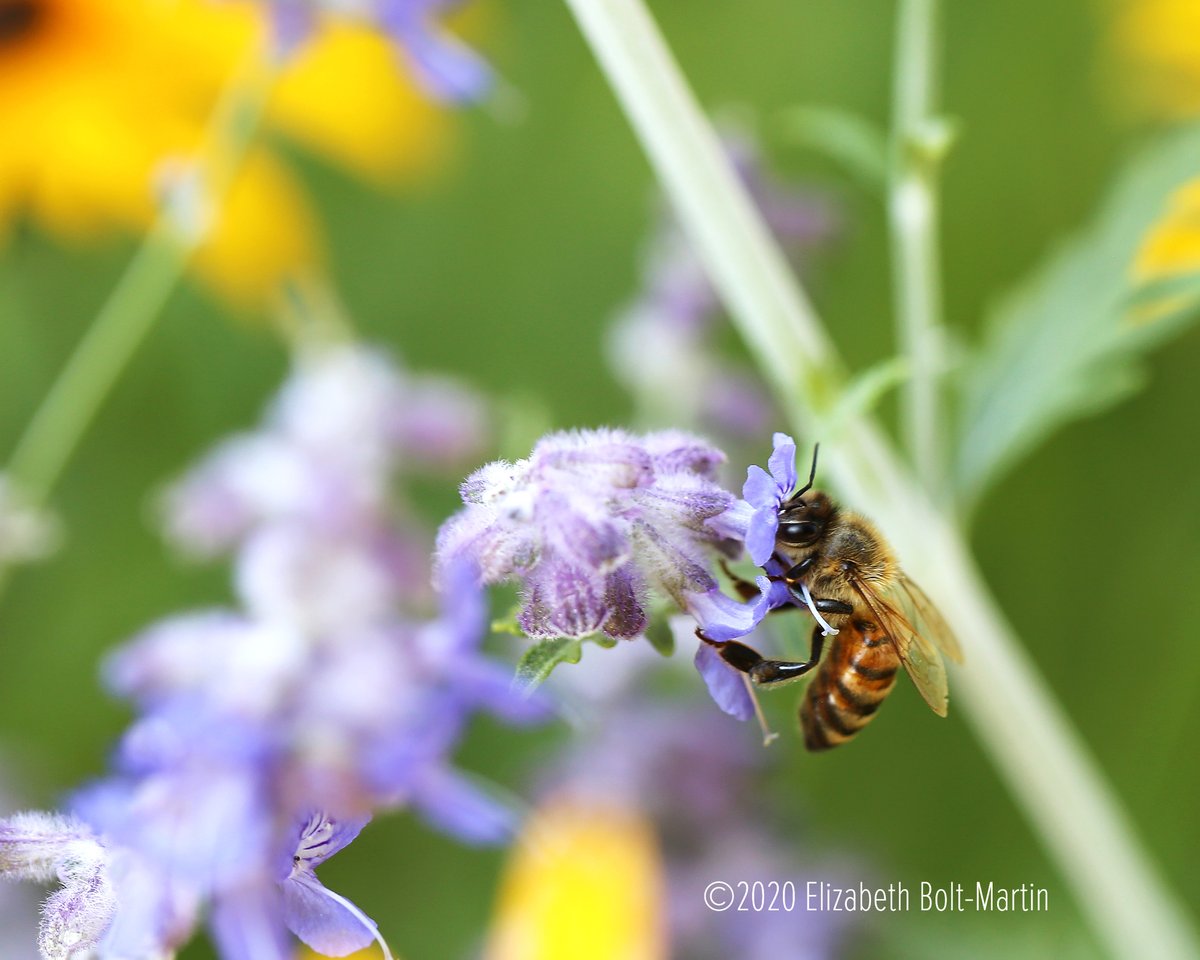 ENature777's tweet photo. Honeybee in wild garden

#bees #beesofinstagram #beephotography #insect #pollen #insects #insectsofinstagram #bugsofinstagram #bug #macro #naturephotography #flowerphotography #nature_pics #natureloversgallery #visionofpictures #nature https://t.co/LUtz8lFhqE