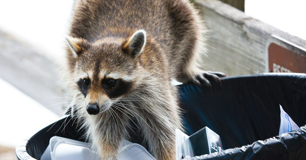 PopSci's tweet image. How to keep raccoons and possums away from your house popsci.com/how-to-keep-ra…