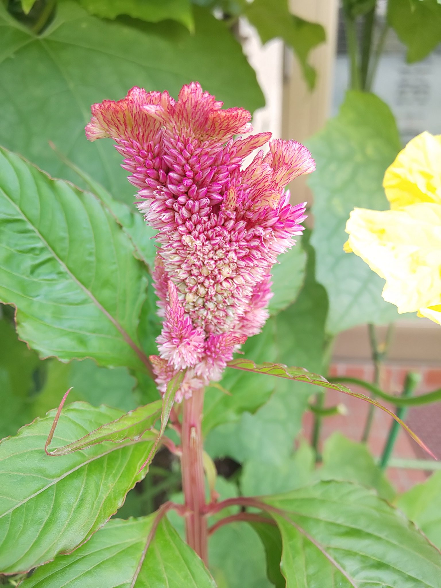 Kyokyo ケイトウの花 この名前 小さい頃は 毛糸のもふっとした感じに似てるからかと思ってたけど 鶏のとさかに似てたからなのね 鶏頭 T Co Hpwah62cpj Twitter
