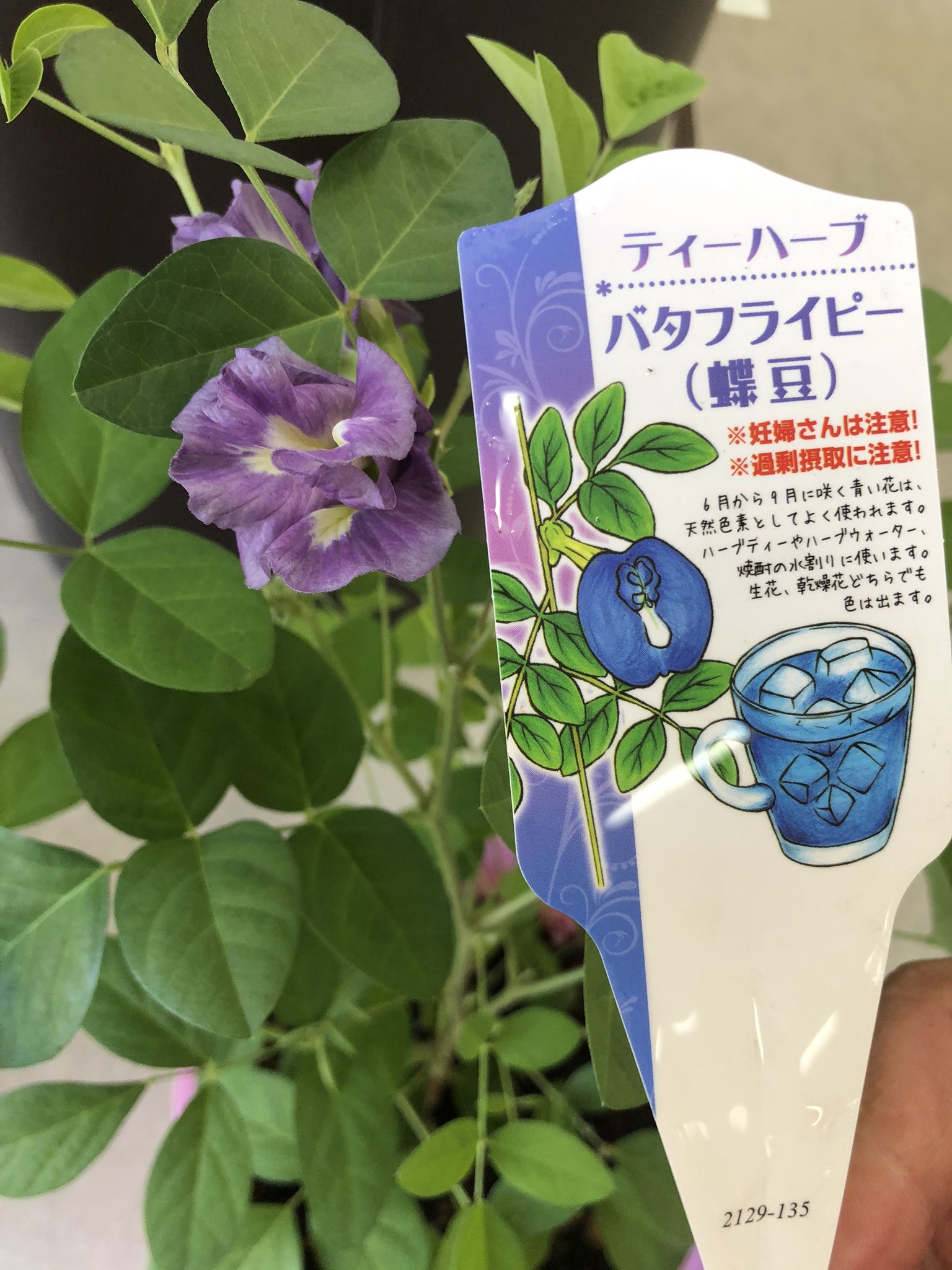 ガーデンマルシェ 下関 防府 防府店 健康や美容に ブルーのハーブティーで話題のバタフライピー お花が咲きました が 青さが足りない R ガーデンマルシェ防府店 バタフライピー ハーブ 青い紅茶 美容 美肌 植物のある暮らし