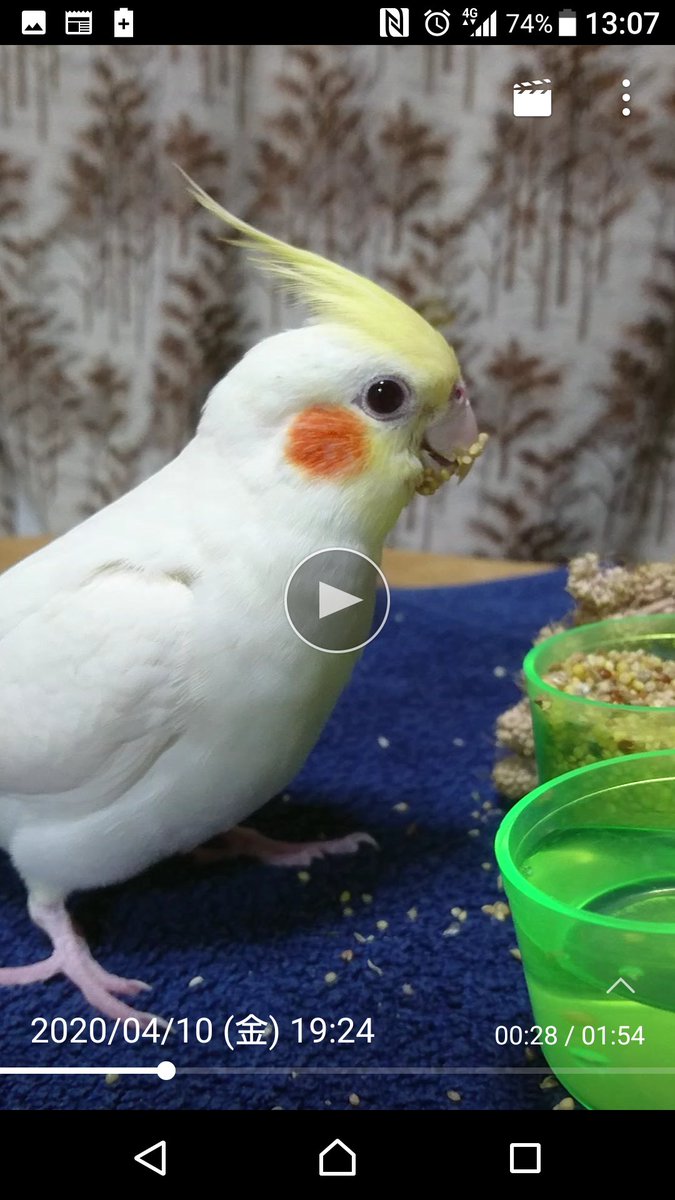 ZtelDhJ2XaOguWL's tweet photo. おかめインコを迷子にさせてしまいました❗保護してくださってる方、近所で鳥を保護した方はいませんか❗元気でいるのならそれだけでいいです。可愛がってもらっているのなら返してほしいとは言いません。でも、元気でいるか一目でいいので会いたいです😢#岐阜県 #本巣市 #迷子鳥 #おかめインコ https://t.co/epu48oqLRO