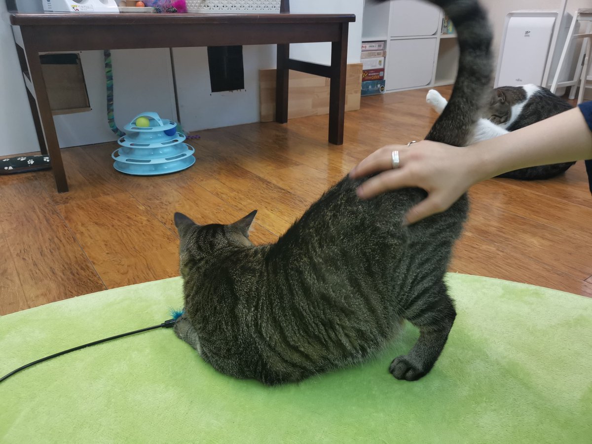 Nekohama 保護猫カフェ 名古屋名物 にゃちほこ 本日は貸切アリマセン 猫と戯れたり ゲームしたり 漫画読んだり ゆっくり過ごしてくださいね Nekohama 猫カフェ 関内 横浜 Nekohama 保護猫カフェ 名古屋名物 にゃちほこ 本日は貸切アリマセン 猫と戯れたり ゲームしたり 漫画読んだり ゆっくり過ごしてくださいね Nekohama 猫カフェ 関内 横浜
