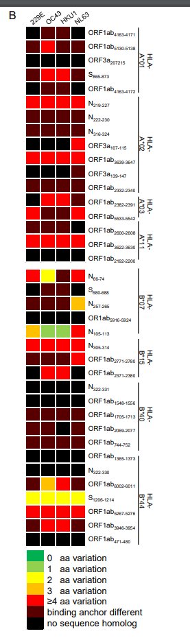 this is made even clearer in this little chart. each row is an epitope/peptide/amino-acid sequence that at least one of these COVID patients responds to in a significant way. they are grouped by HLA subset.