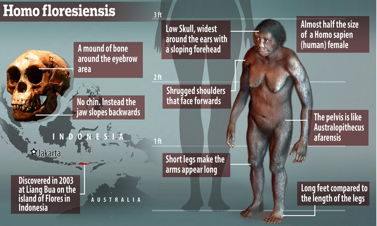 There was even a race of actual hobbits. Although their remains have so far only been discovered in Indonesia, various legends from around the world of similar beings show they were probably widespread.