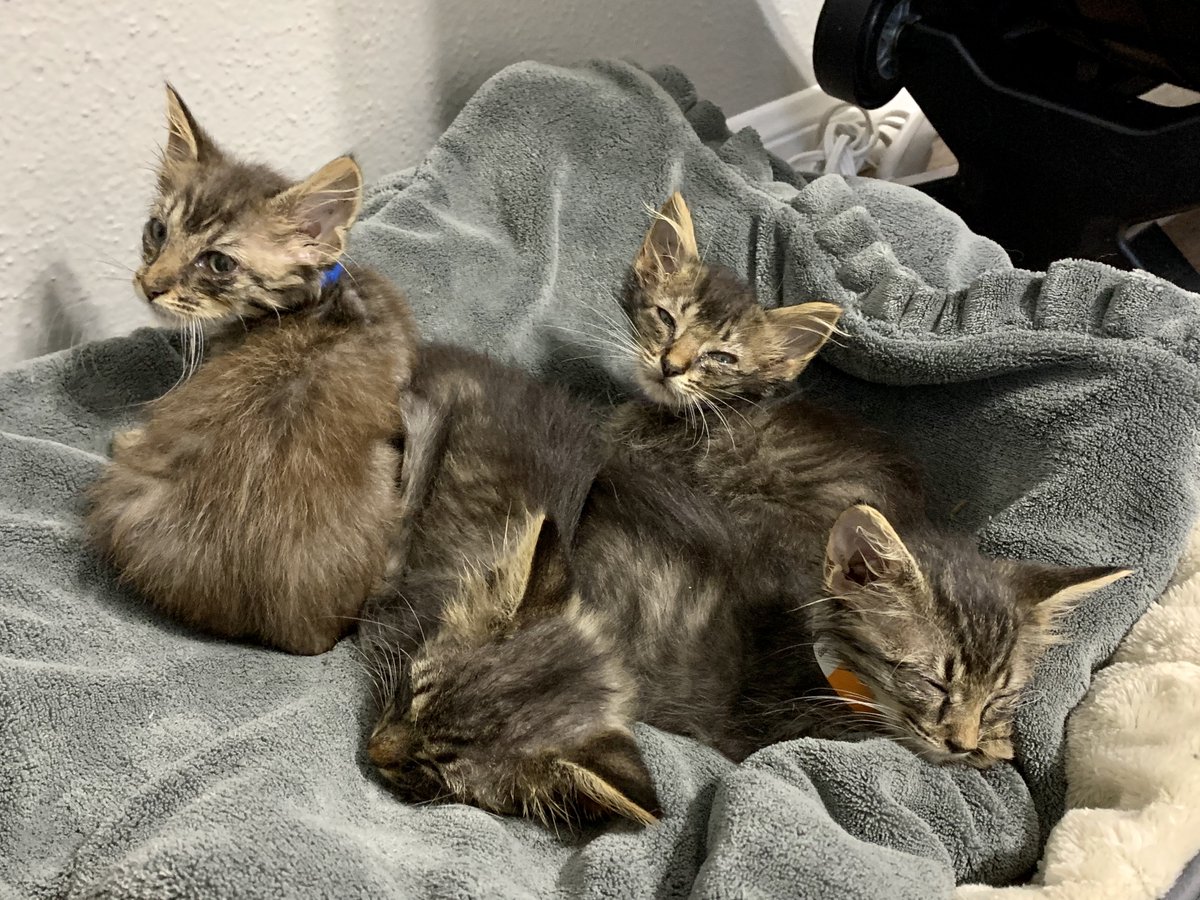 Calling all kitten angels!!! The McLain Kitten Room is full again with 😺😺😺😺😺😺😺😺😺 adorable kittens. HPA covers all medical needs, but if you would like to help out on the food and toy side of things, I would GREATLY appreciated it💗
amazon.com/hz/wishlist/ls……