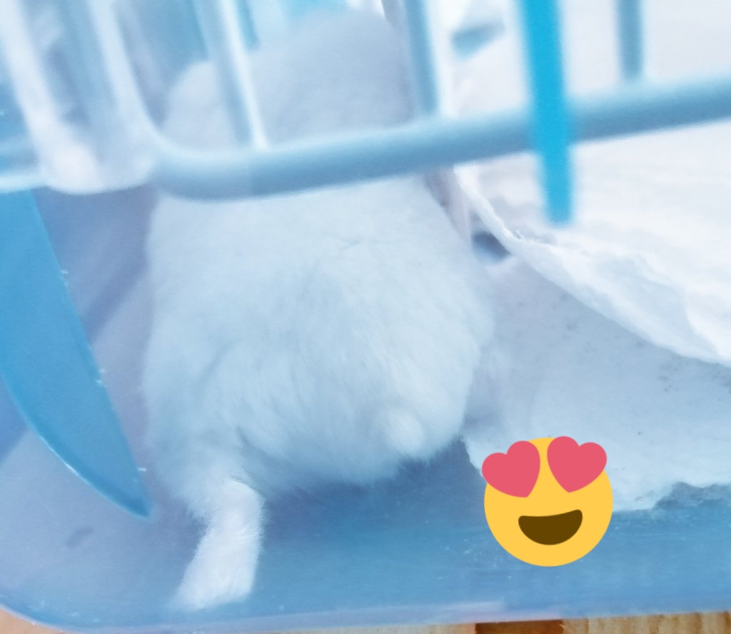 ハムケツ🐹
かわいい♥️
#ハムケツ#ハムスター好きと繋がりたい#ハムスター