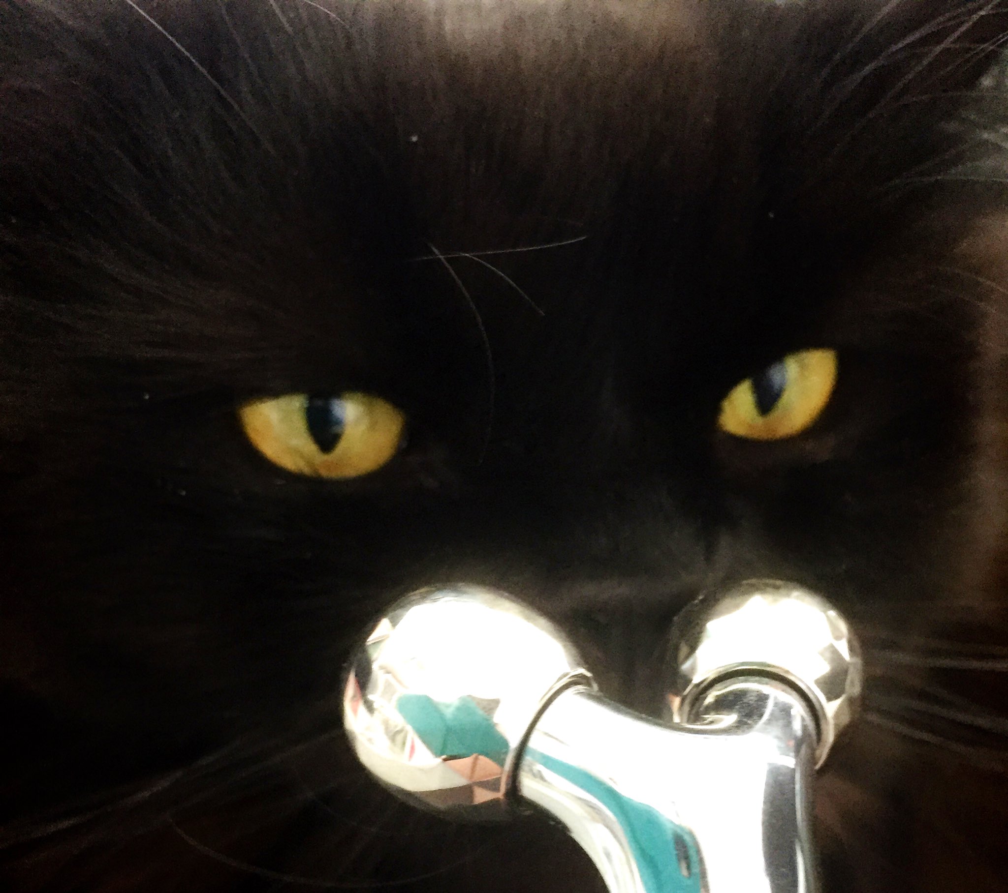 桜日梯子 マッサージ器の匂いチェックをしたらシルバーのマズルを持ちし猫みたいになったやみ氏 T Co 8zkxvlh76y Twitter