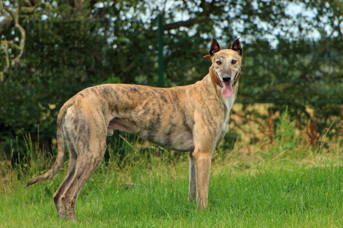 Meet sweet boy Twist 🐶
He's a bit of a ladies man so prefers females to males 💛
He would love a calm, quiet home where he can take it easy &amp; live his best life 🏠
<a href="/DT_Darlington/">DogsTrust Darlington</a> 📍 bit.ly/2CmxANR
Our new rehoming process 👉 bit.ly/2SBrL4e