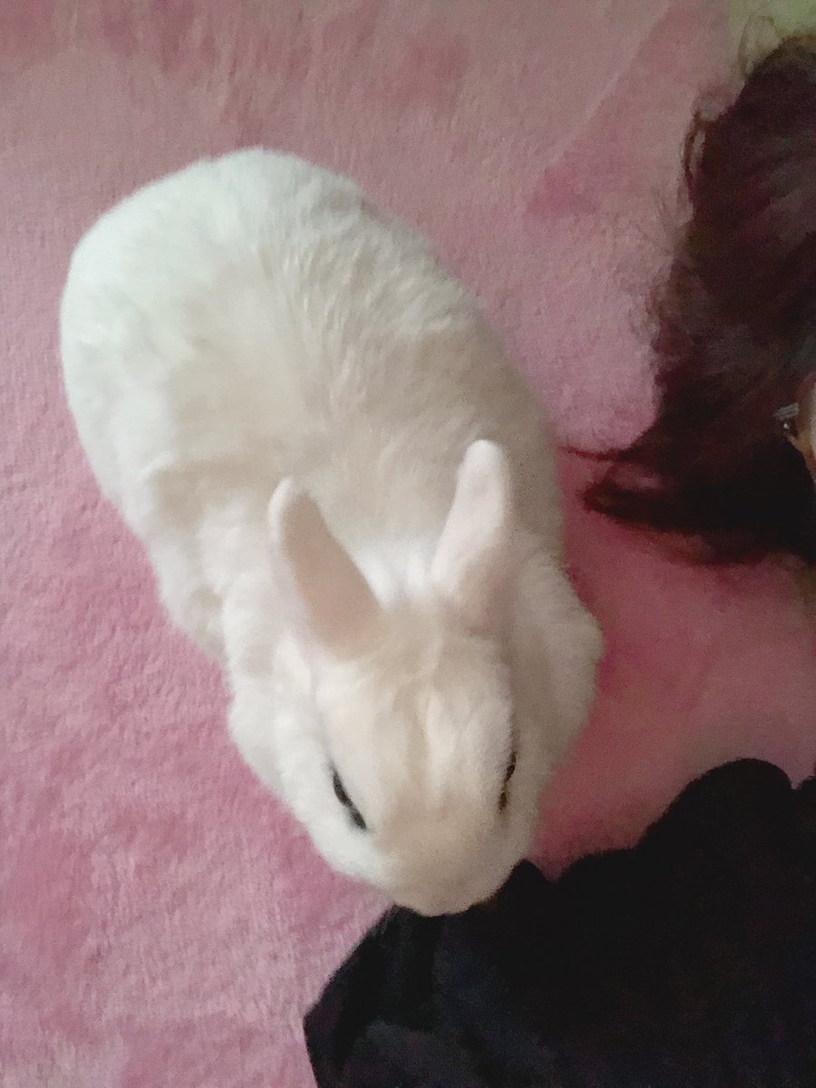 Rie Habu うさぎファース党 En Twitter うさぎに顔を踏みつけられたり甘噛みされる度幸せで うふふアハハする変態は うさぎ界隈では多く生息してると信じてます
