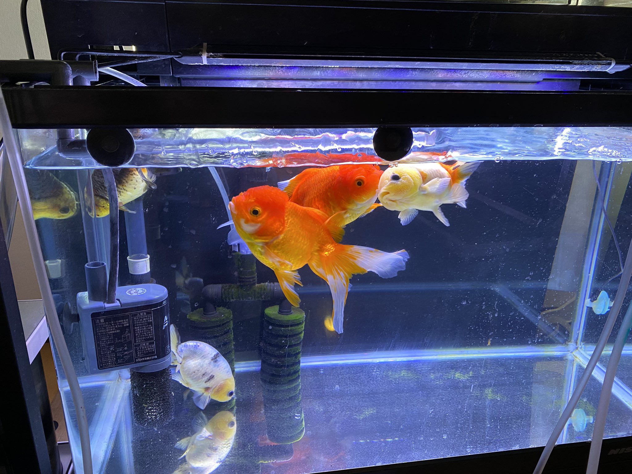 金魚 塩水浴 エアレーションなし