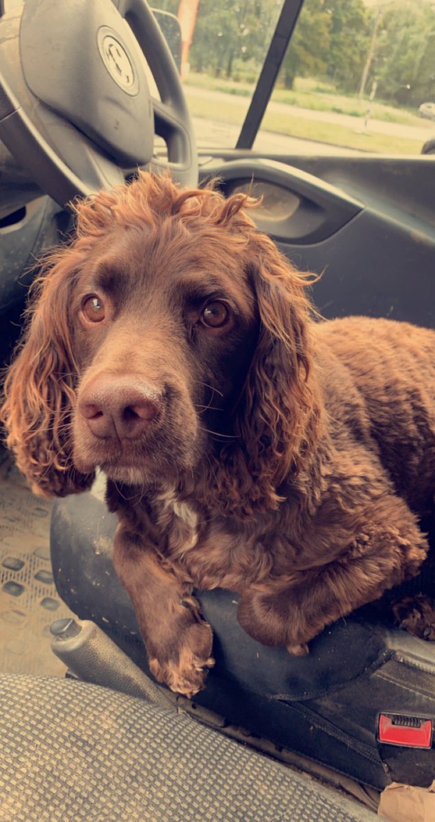chunk_duke's tweet photo. Happiest when in Dads van 👍#vandogs https://t.co/6DbWR4wBBI