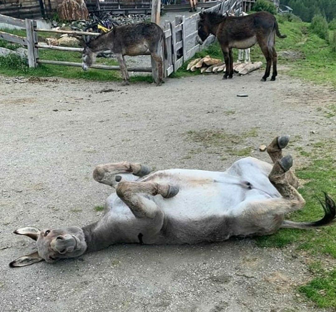 Pozitif olun eşşek sıpaları 🥰
Mutlu pazarlar 🤗🌸