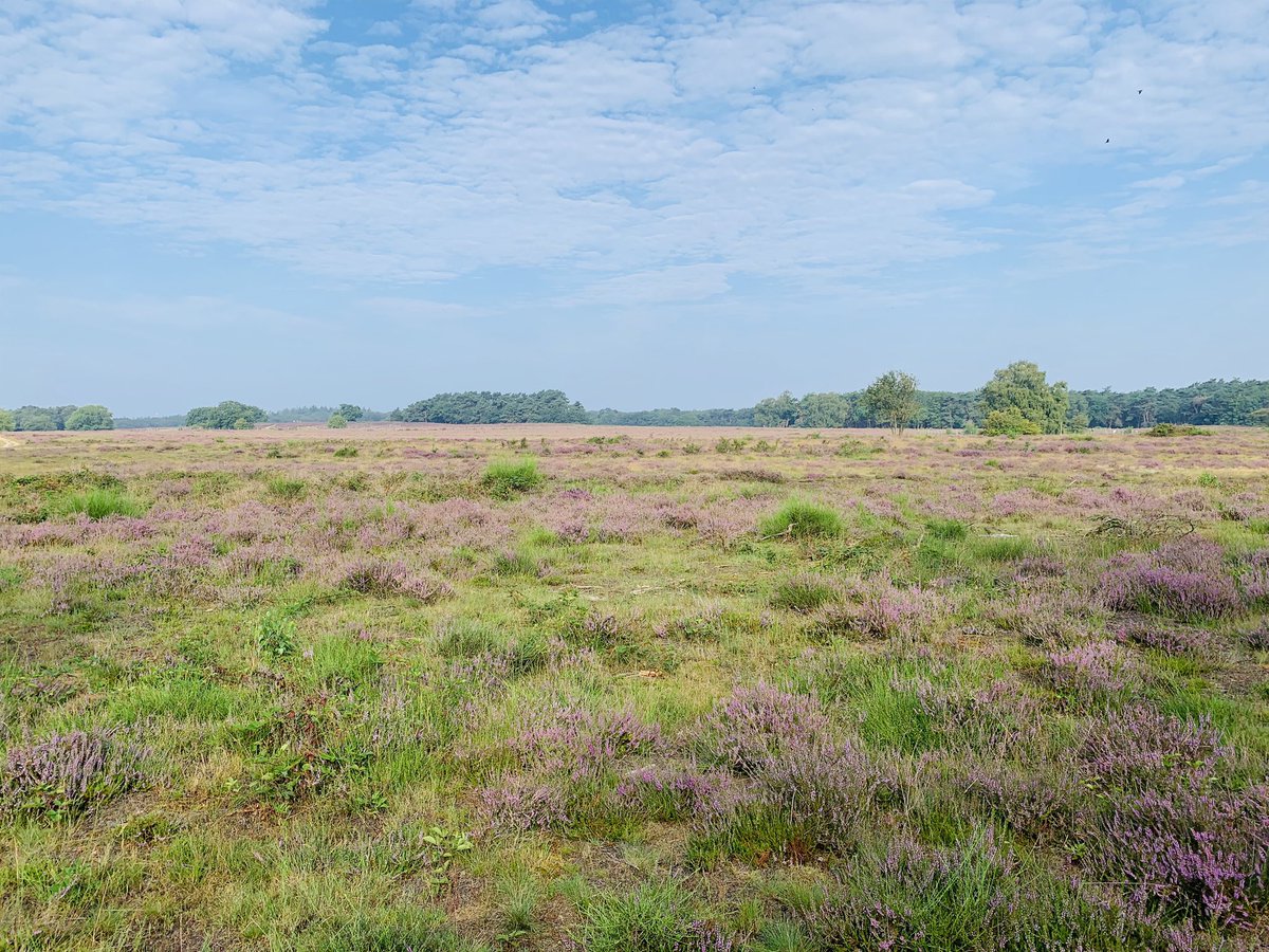 Genieten van de prachtige heide! 🌸