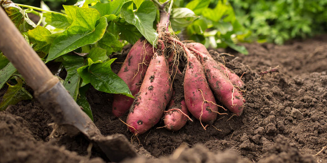SquiresGC's tweet image. Sweet potato leaves can be used in the same way as spinach &amp;amp; make for tasty &amp;amp; nutritious picking! 

Briefly boil the foliage in water to remove toughness &amp;amp; any bitter taste. 

They are packed with goodness, containing high levels of vitamin A, C &amp;amp; antioxidants!

#gardencookbook