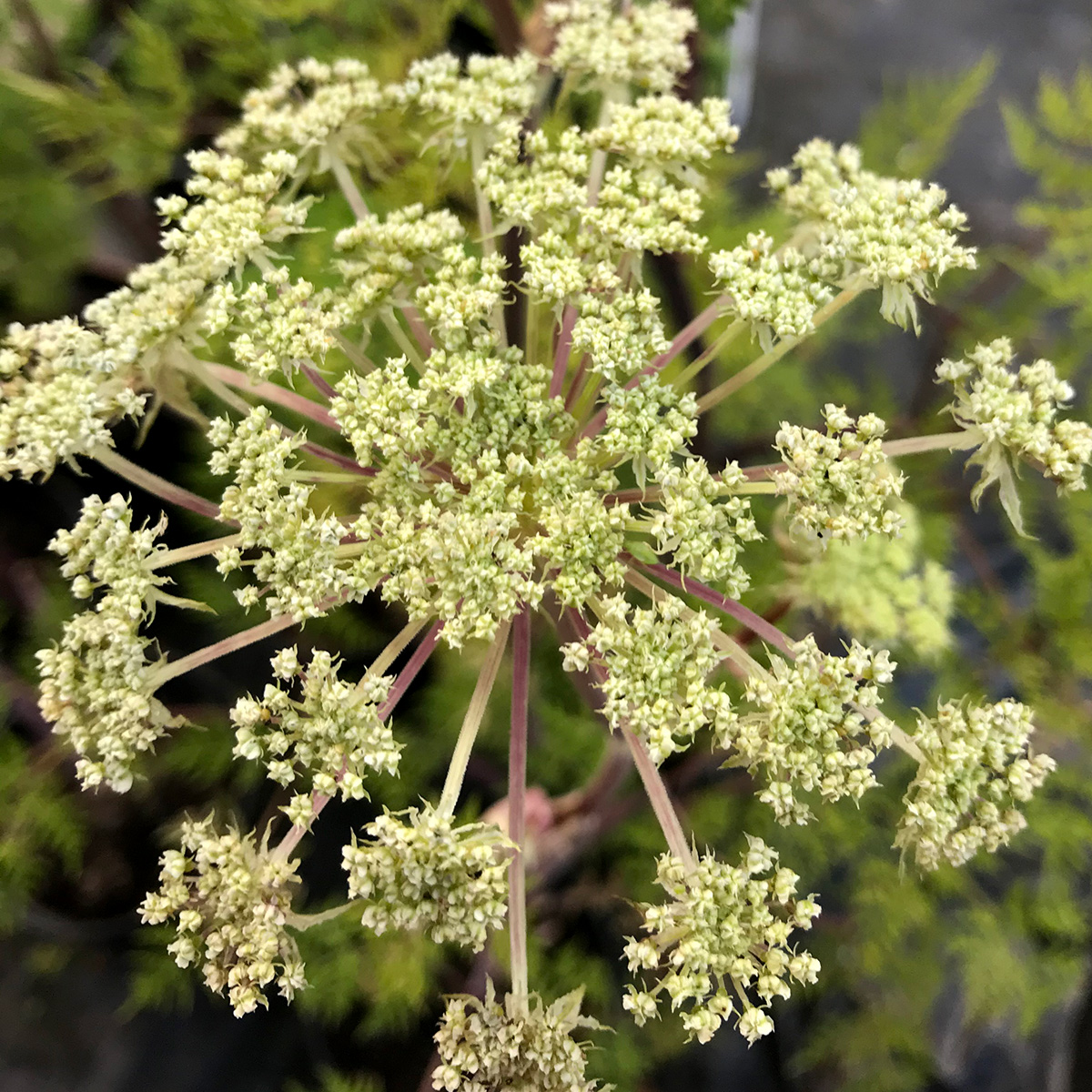 Finally, here's Selinum wallichianum, or milk parsley. An ideal plant for sun or shady areas and is very reliable. Excellent for its late summer flowering well into September. Loved by insects.

The rain isn’t set to last all day, so we hope to see you soon!