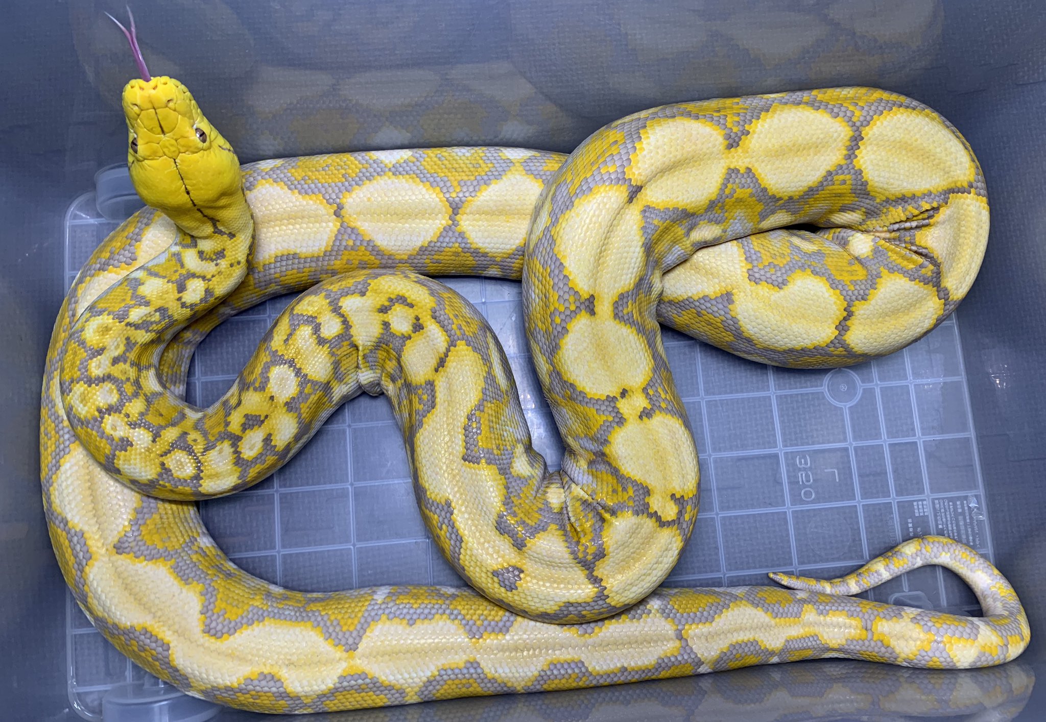 ট ইট র 𝖘𝖍𝖚 大型ケージ３台のメンテ 暑いです アミメニシキヘビ アフリカニシキヘビ アメジストニシキヘビ T Co Ims1ngonko ট ইট র