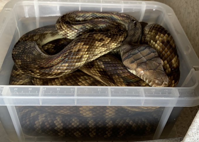 アメジストニシキヘビのtwitterイラスト検索結果