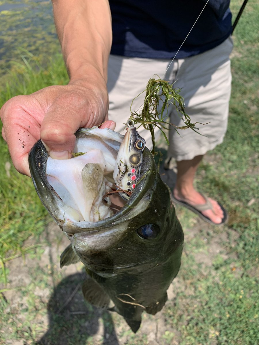 ST_Angler's tweet image. Bass have been holding under shallow mats of moss at the pond. This #livetarget hollow body frog has been getting it done for me. My hooking % has been phenomenal with this frog - over 90%!