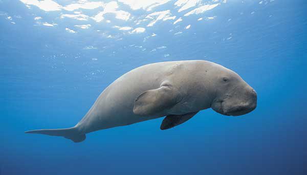 Thread on Fauna of Andaman-1. Dugong- is the State Animal of Andaman And Nicobar Islands