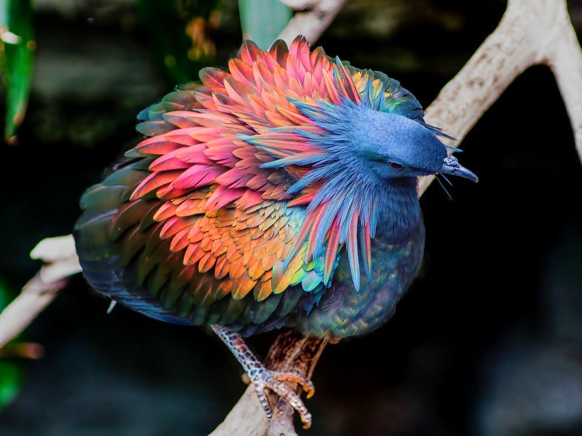 3. Nicobar Pigeon- is one of the closest living relatives of the extinct bird Dodo.
