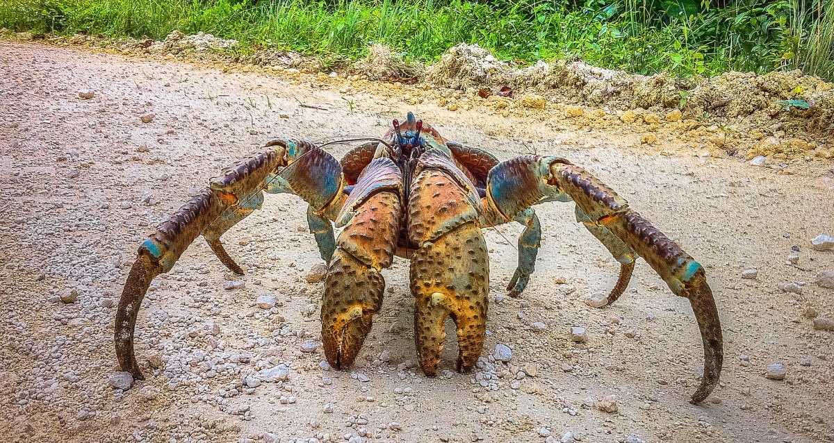 4. Coconut Crab- is the largest land living Arthropod.