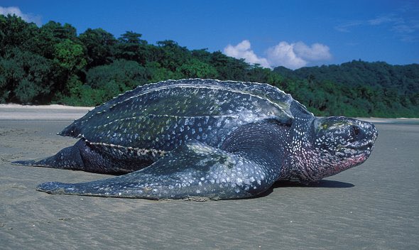 5. Leatherback Turtle- the biggest and the most endangered of the Turtle species.