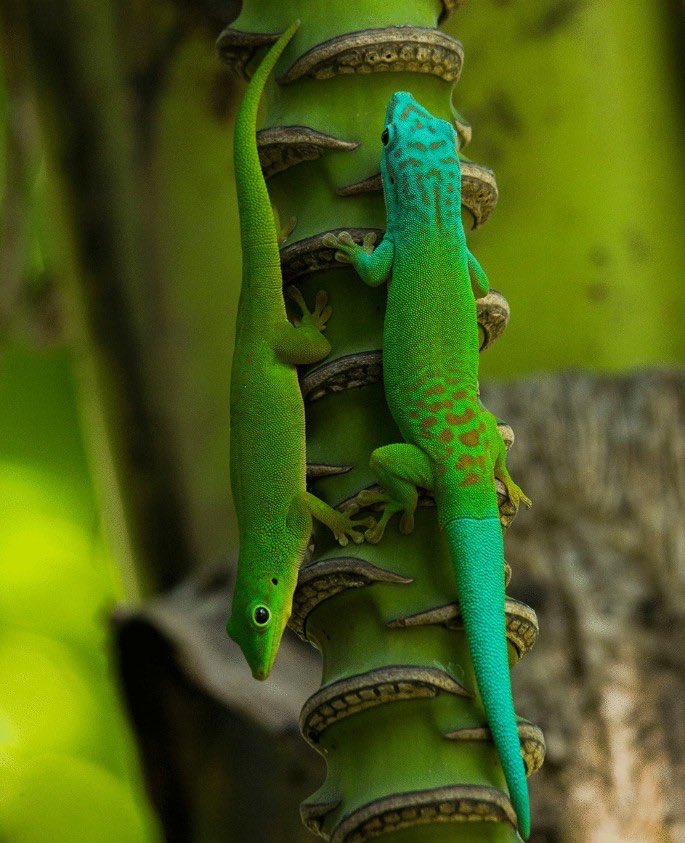 6. Andaman Island Day Gecko- found only in Andamans.