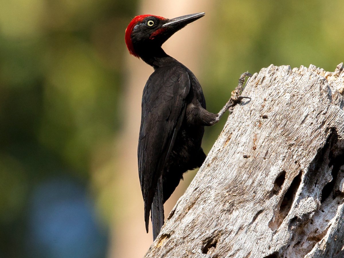 9. Andaman Woodpecker- another endangered species found exclusively in Andamans.