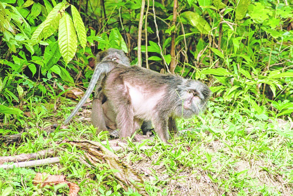 10. Nicobar Long tailed Macaque- This primate is found on three of the Nicobar Islands—Great Nicobar, Little Nicobar and Katchal.