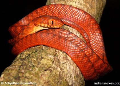 12. Andaman Catsnake- Boiga andamanensis is a species of rear-fanged mildly venomous snake. It is endemic to the Andamans.