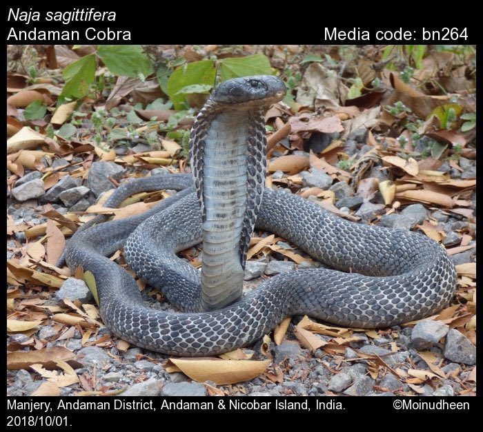 11. Andaman Cobra- Naja sagittifera, endemic to Andamans, venomous and is fairly widespread.