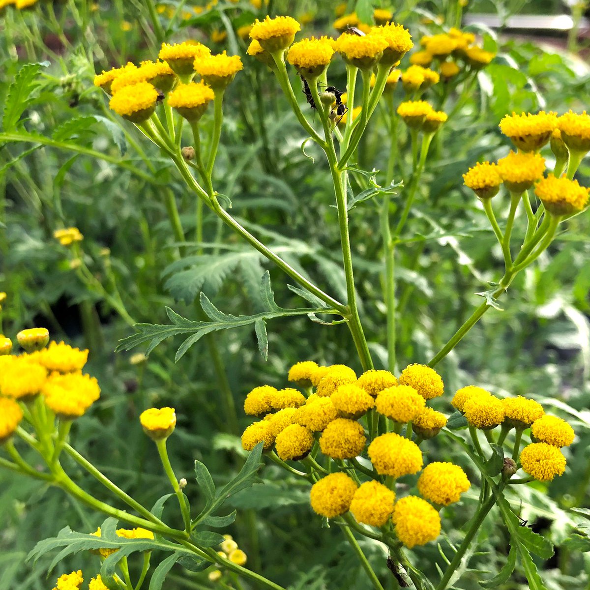都立汐入公園 タンジー 汐入公園のハーブガーデンの中でも特に目立つのが 黄色いタンジーです 小さくて丸い花 の形が丁度洋服のボタンのようでとても可愛らしい花です 独特な香りには防虫効果があります 荒川区 ハーブガーデン ハーブ 黄色い