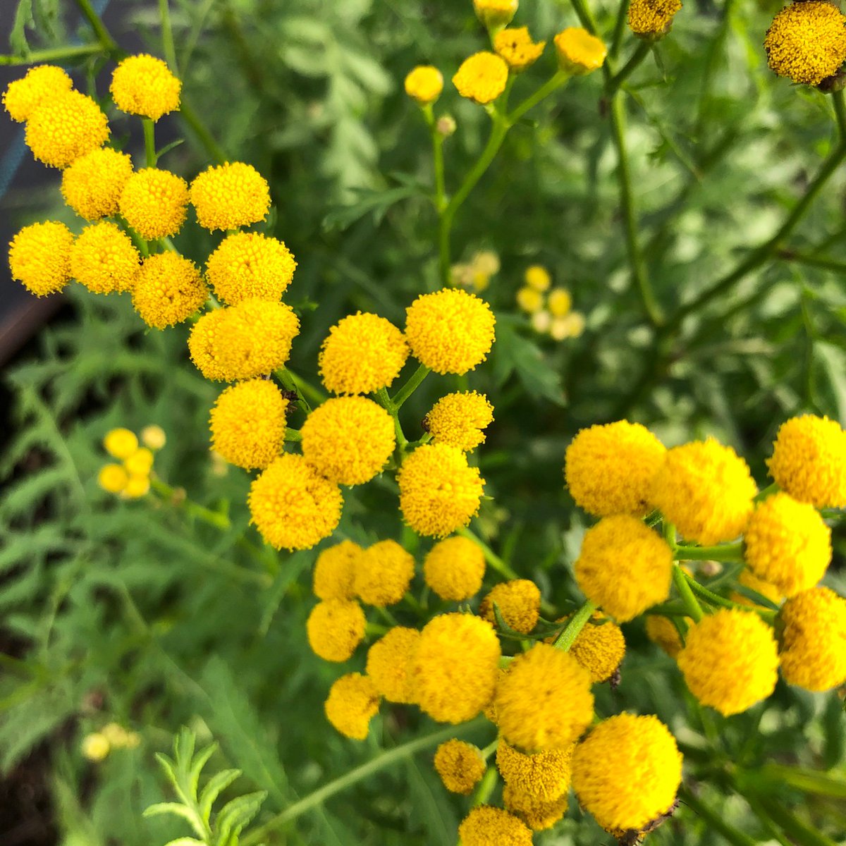 都立汐入公園 タンジー 汐入公園のハーブガーデンの中でも特に目立つのが 黄色いタンジーです 小さくて丸い花 の形が丁度洋服のボタンのようでとても可愛らしい花です 独特な香りには防虫効果があります 荒川区 ハーブガーデン ハーブ 黄色い