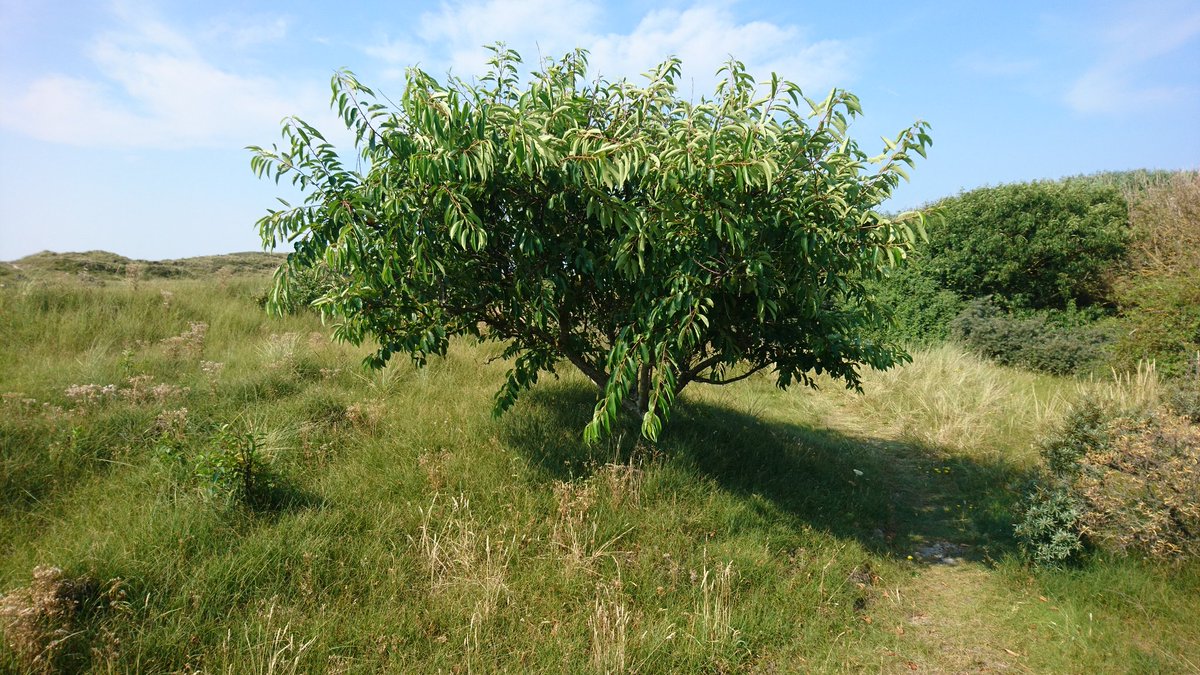 weekvandesoort (@soortvandedag) on Twitter photo 