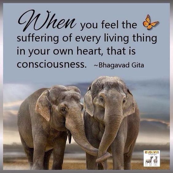 RUvegans's tweet photo. #veganNews #veganpower #veganlslove #ruvegans #plantbased #crueltyfree #veganfriendly #veganworld #newvegan #go #veganfacts #meatfree #veganlife #veganism #vegan #plantbased #govegan #veganlife #happy #veganismo #veganisme #like #love #veganlslove  #veganismi #animal #animals #v https://t.co/7AP7QOhu23