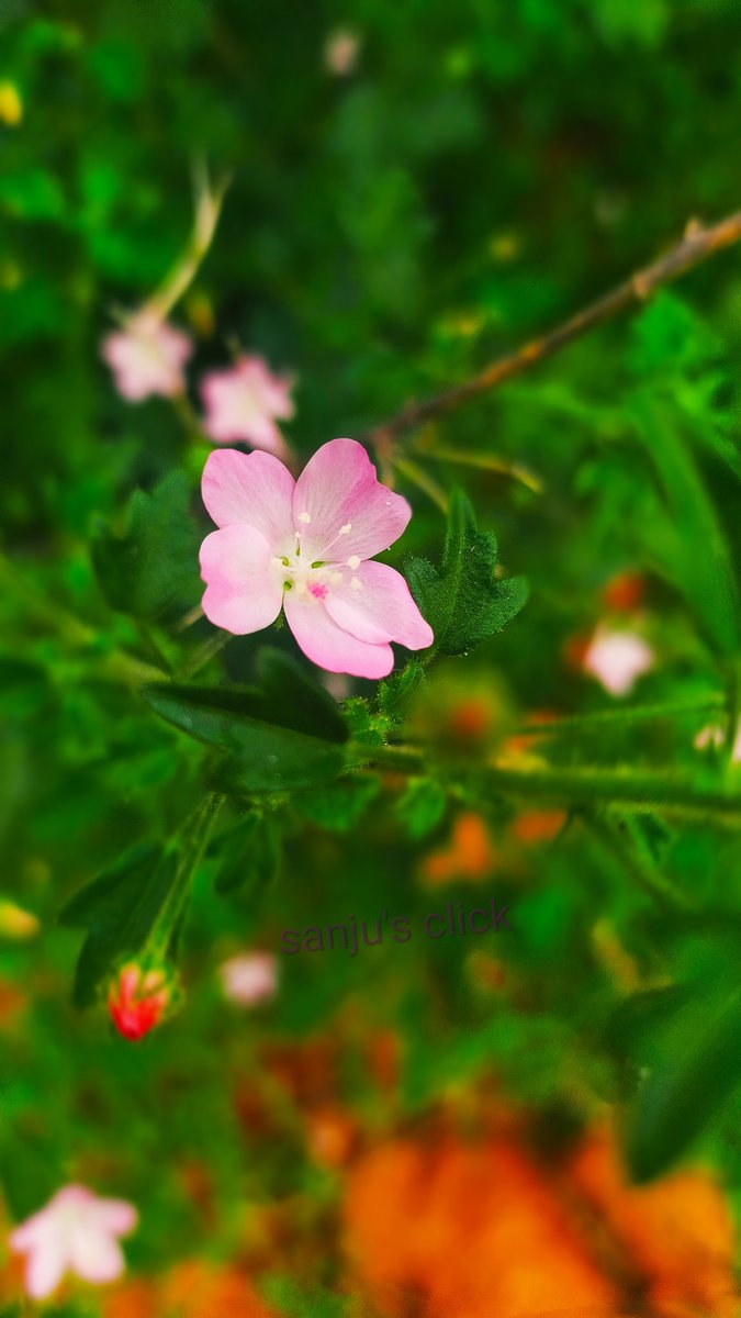 param_sanjay's tweet photo. Accept both compliments and criticism. It takes both sun and rain for a flower to grow..!!❤️
#flowerslovers 
#mobilephotography https://t.co/JZIlSGAZnI