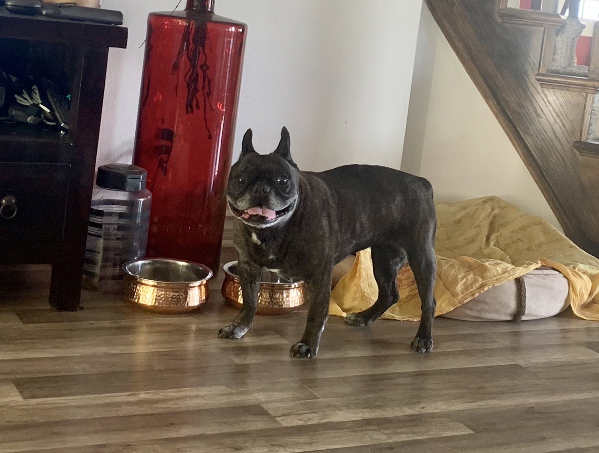 Today our dog Mila is standing straight up. ❤️ got to love <a href="/cbddoghealth/">CBD DOG HEALTH</a> freaking saved my dog. The story is unbelievable. 🙏