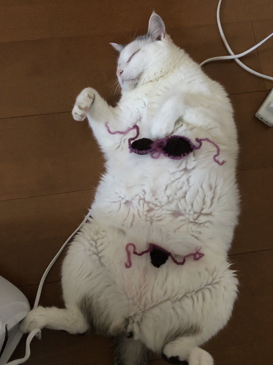 バカンス⛱
今年の水着は小さめ
去年より太ったのかしら？

#へそ天 #猫好きさんと繫がりたい #猫との暮らし #ヅラ猫