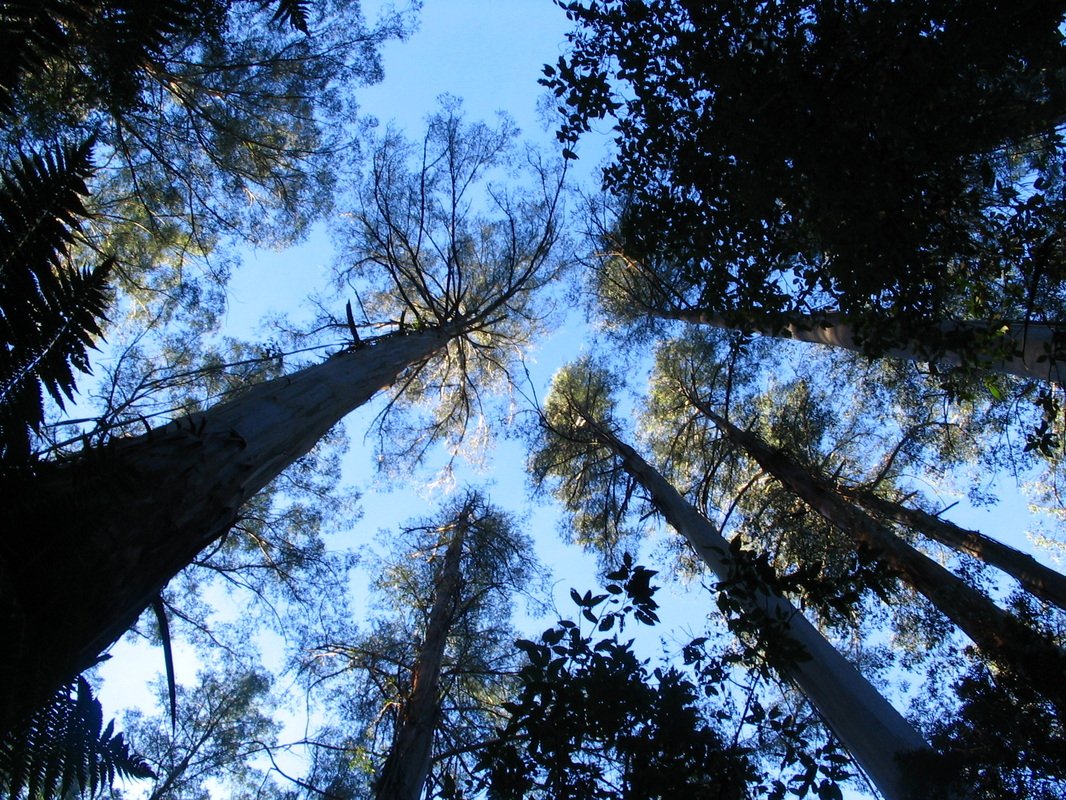 Alas, it is also a species favoured for logging by those environmental vandals VicForests. There's a lot of wood in them thar trunks, and they grow mighty close together.Picture:  https://victoriasgianttrees.weebly.com/tall-trees.html&nbsp;