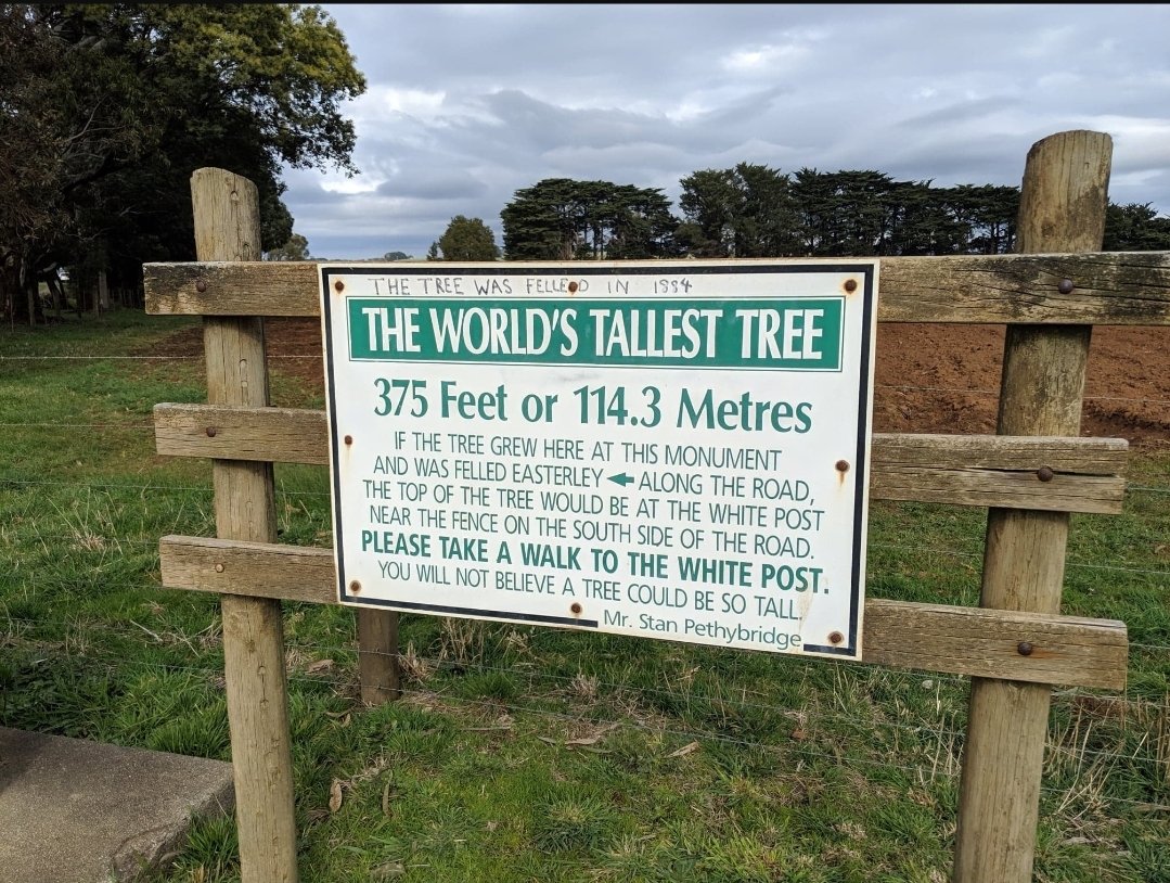 But historically there have been bigger ones. A tree felled in 1880 near Thorpdale was measured at over 114 metres tall. As happened back then, it was cut down with no thought to its beauty or value to future generations. They still are, in fact.Pic:  http://www.weekendnotes.com&nbsp;